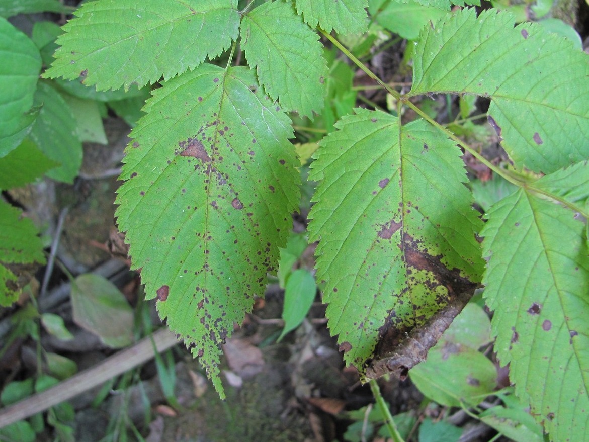 Image of Aruncus sylvestris specimen.