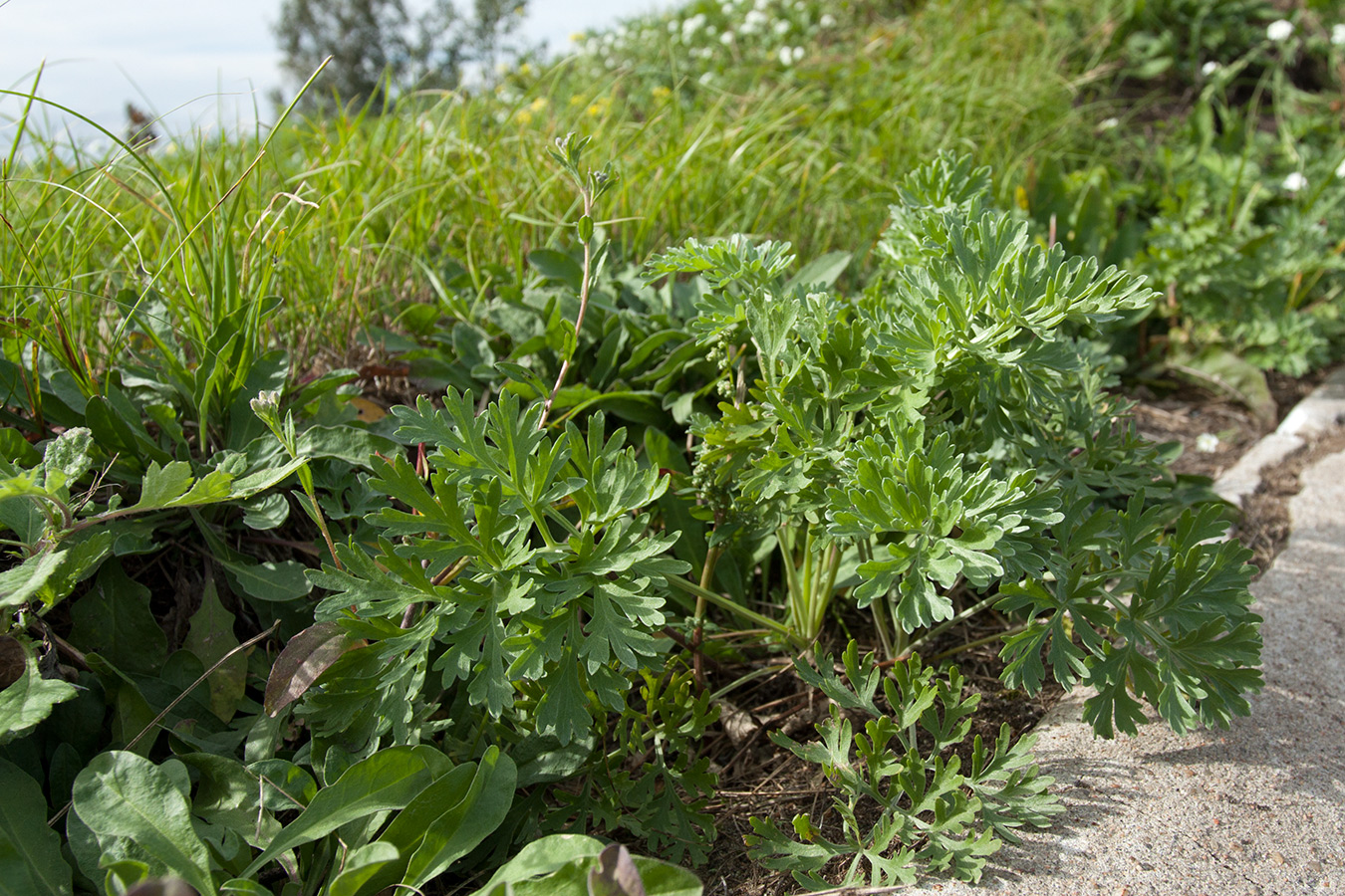 Изображение особи Artemisia absinthium.