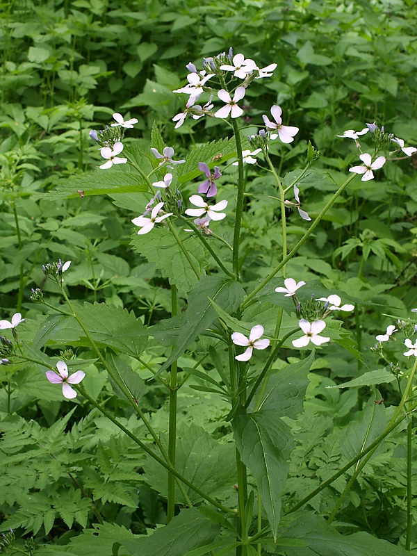 Изображение особи Hesperis matronalis.