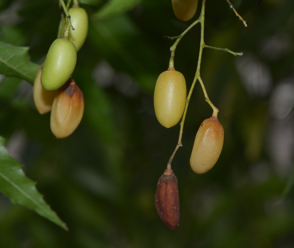 Image of Azadirachta indica specimen.