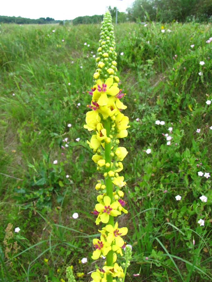 Изображение особи Verbascum nigrum.