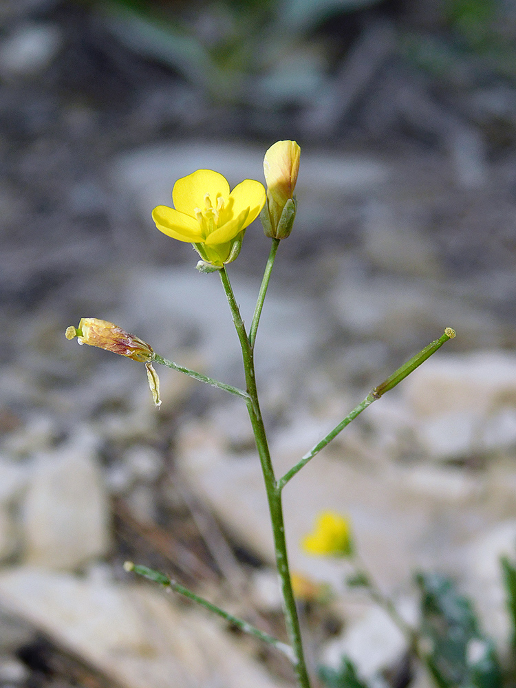 Изображение особи Diplotaxis muralis.