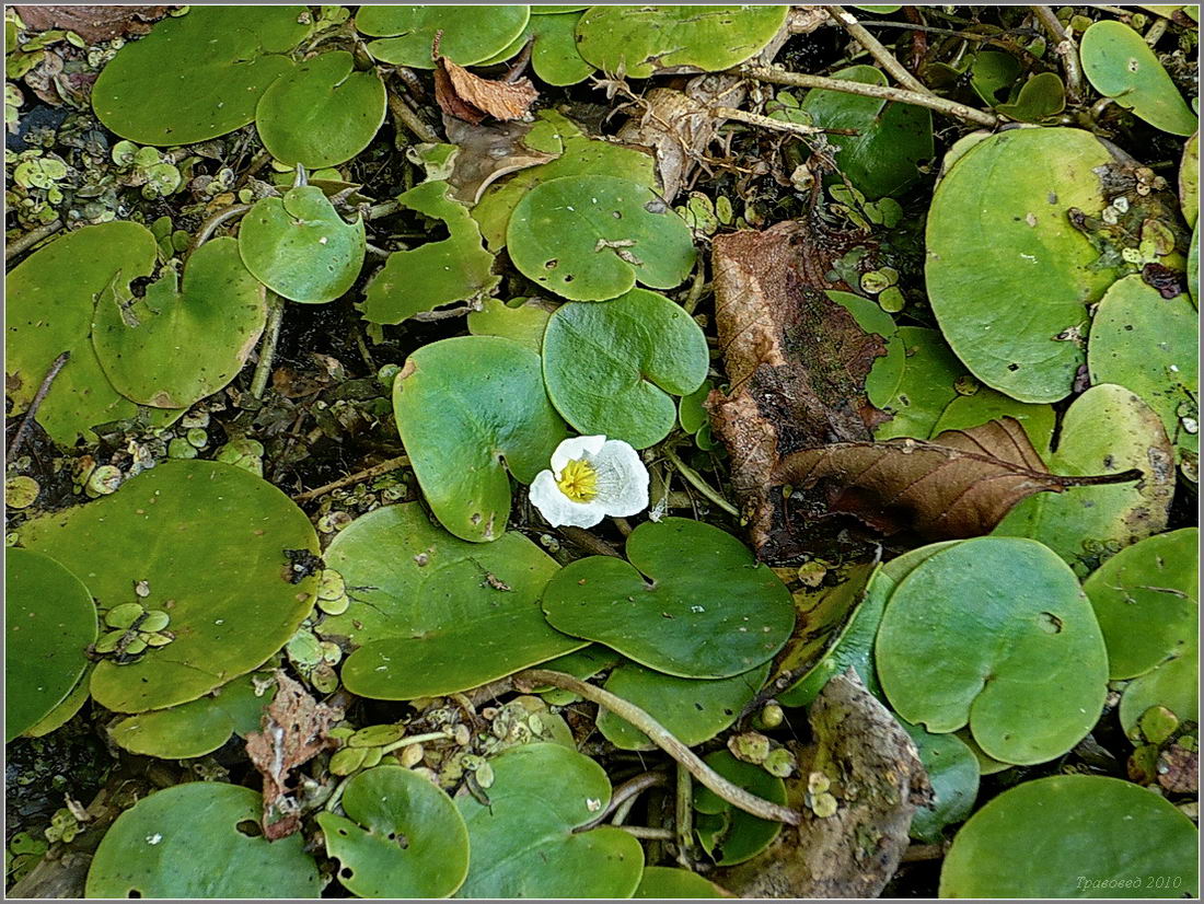 Image of Hydrocharis morsus-ranae specimen.