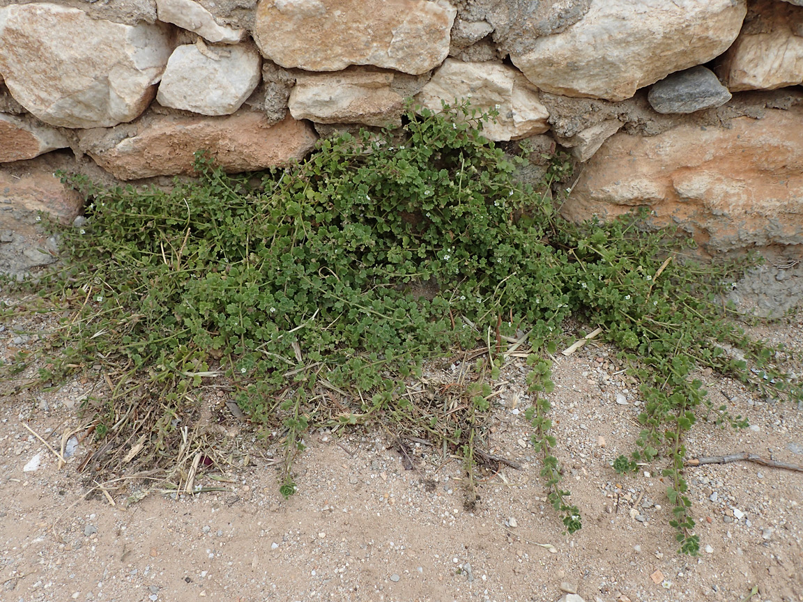 Image of Veronica cymbalaria specimen.