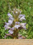 Phelipanche purpurea. Верхушка соцветия. Дагестан, Табасаранский р-н, 4 км к северо-востоку от с. Дарваг, поляна в дубовом лесу (паразитирует на Achillea nobilis). 3 июня 2019 г.