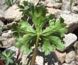 Delphinium caucasicum. Лист (вид снизу). Кабардино-Балкария, Эльбрусский р-н, долина р. Каяртысу, ок. 2700 м н.у.м., каменистая осыпь. 02.07.2019.