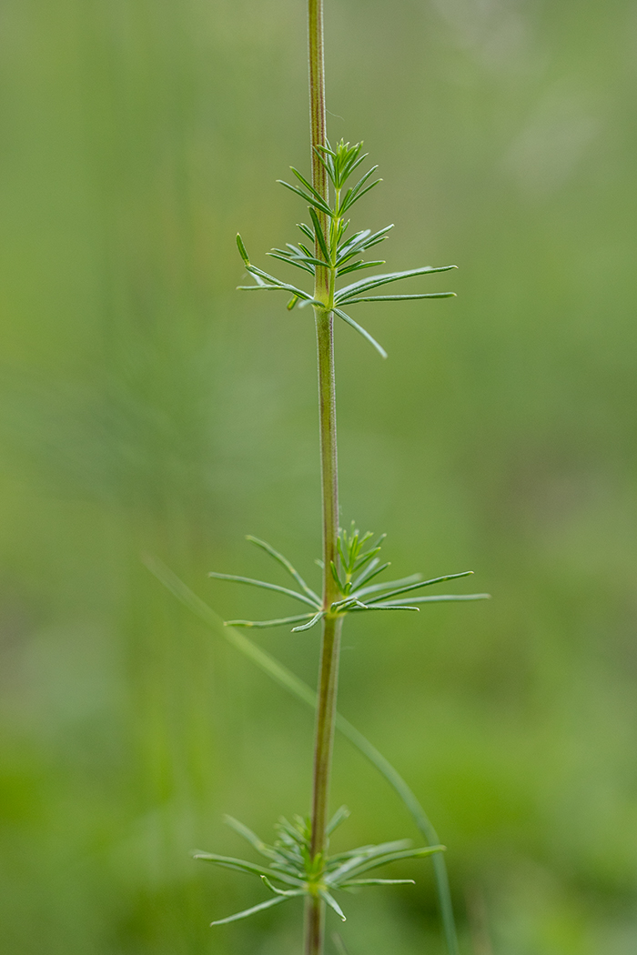 Изображение особи Galium verum.