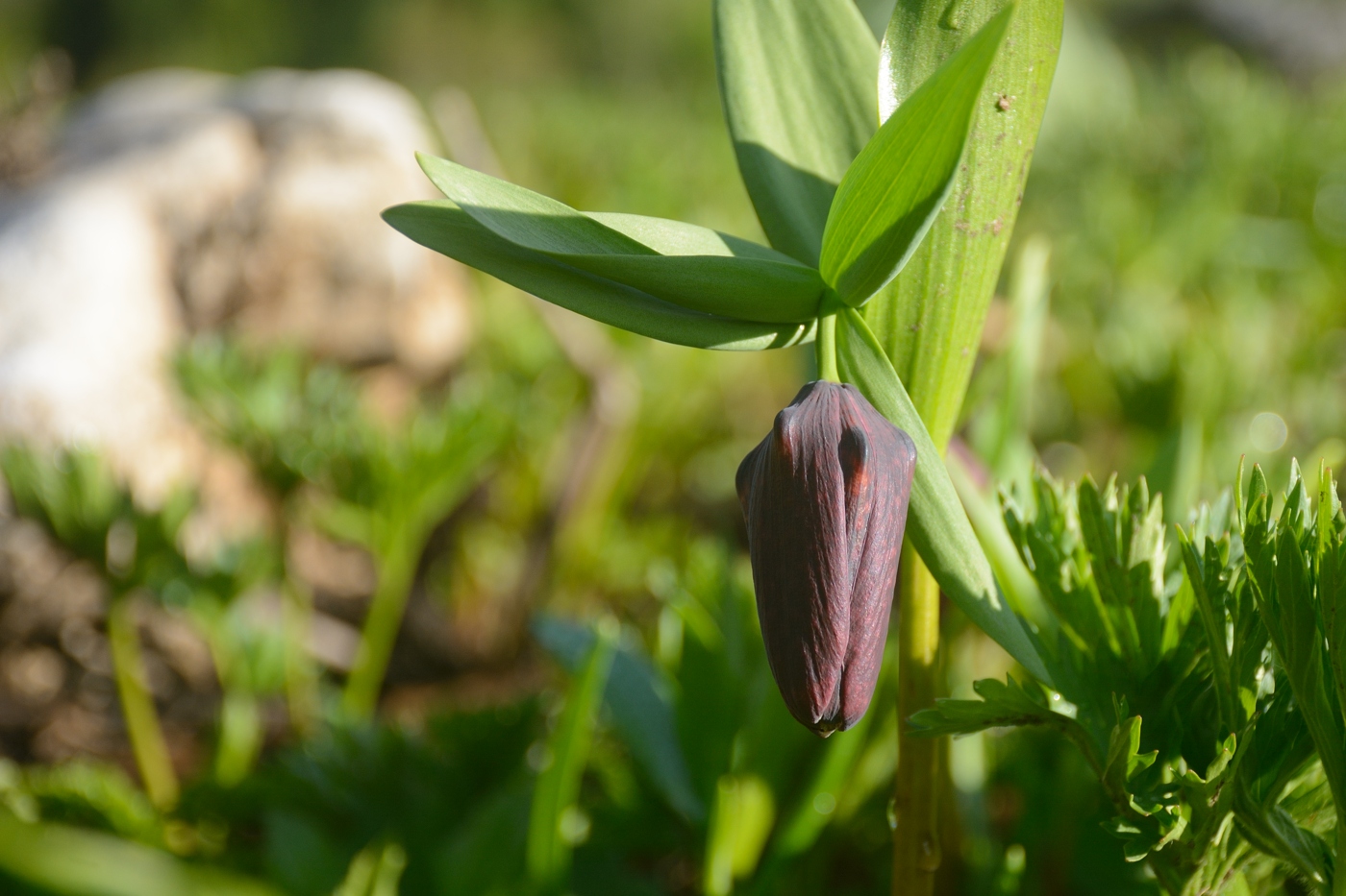 Изображение особи Fritillaria latifolia.