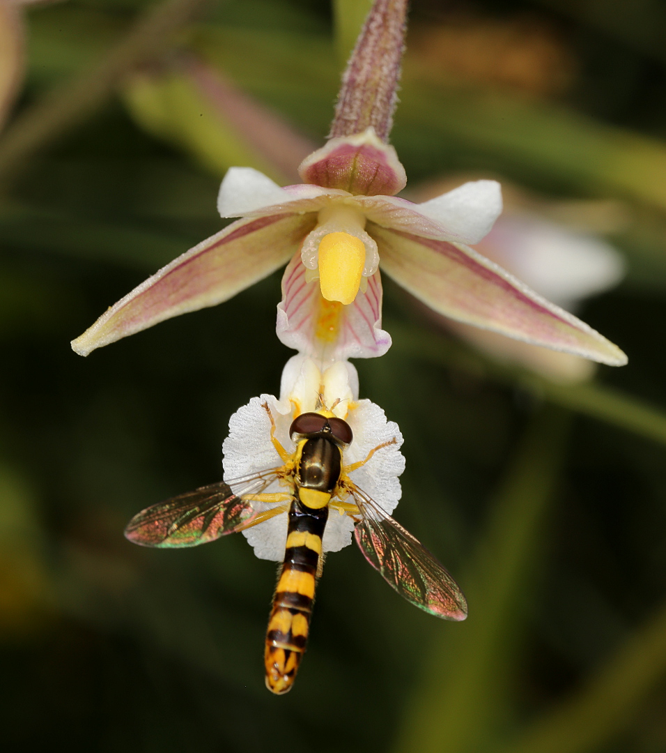 Image of Epipactis palustris specimen.