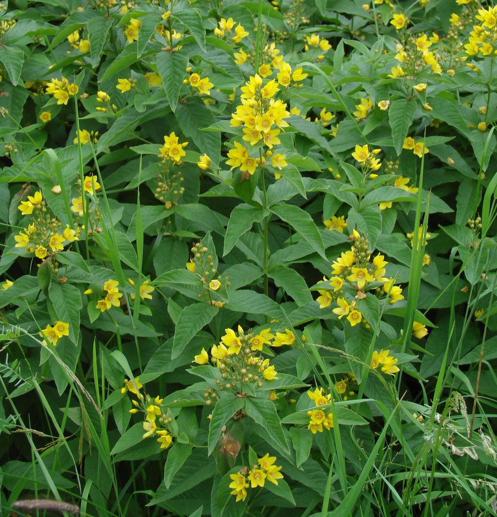 Image of Lysimachia vulgaris specimen.