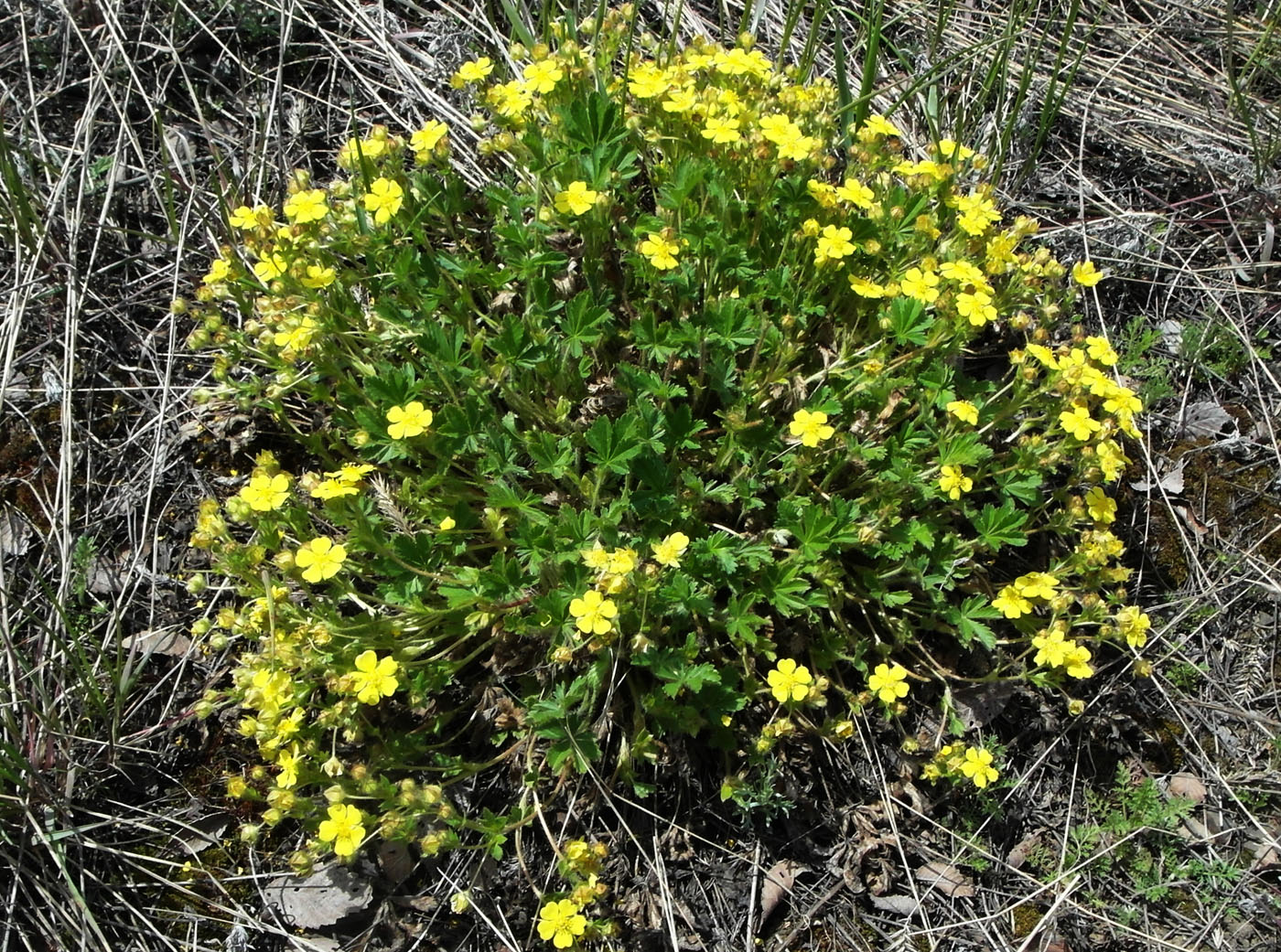 Изображение особи Potentilla humifusa.