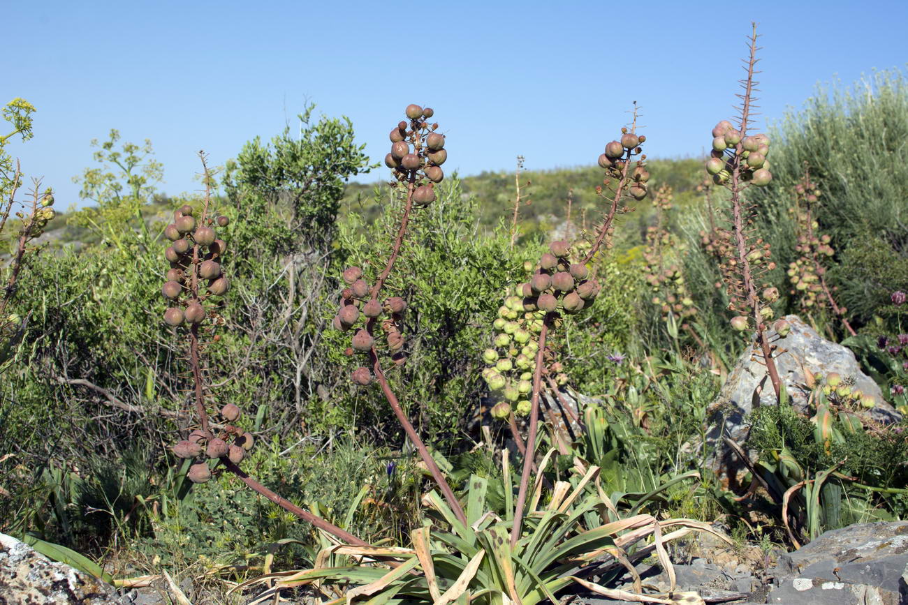 Image of Eremurus lactiflorus specimen.