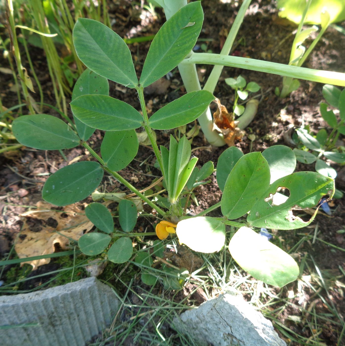 Image of Arachis hypogaea specimen.