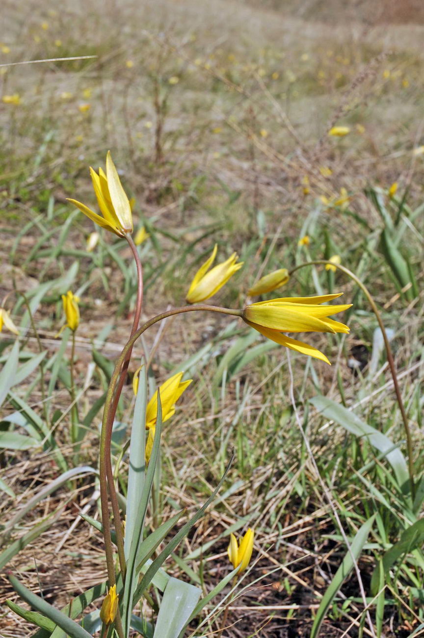 Image of Tulipa biebersteiniana specimen.