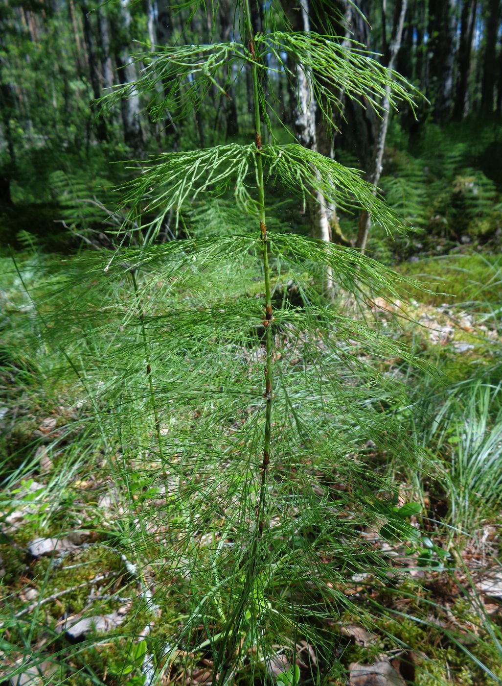 Image of Equisetum sylvaticum specimen.