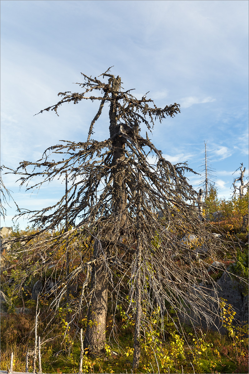 Изображение особи Picea abies.