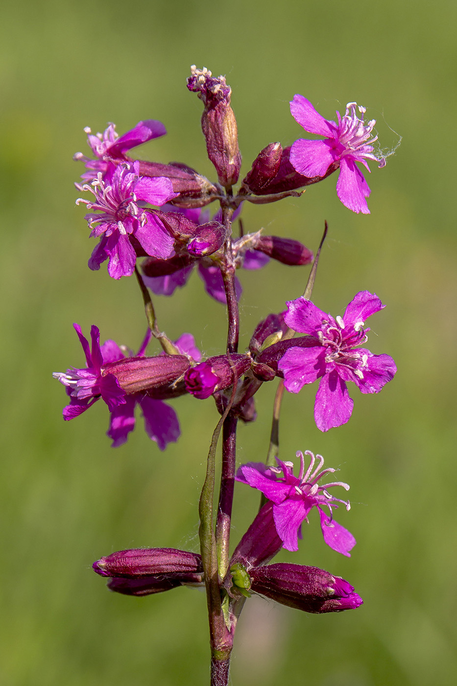 Изображение особи Viscaria vulgaris.