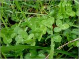 Trifolium repens