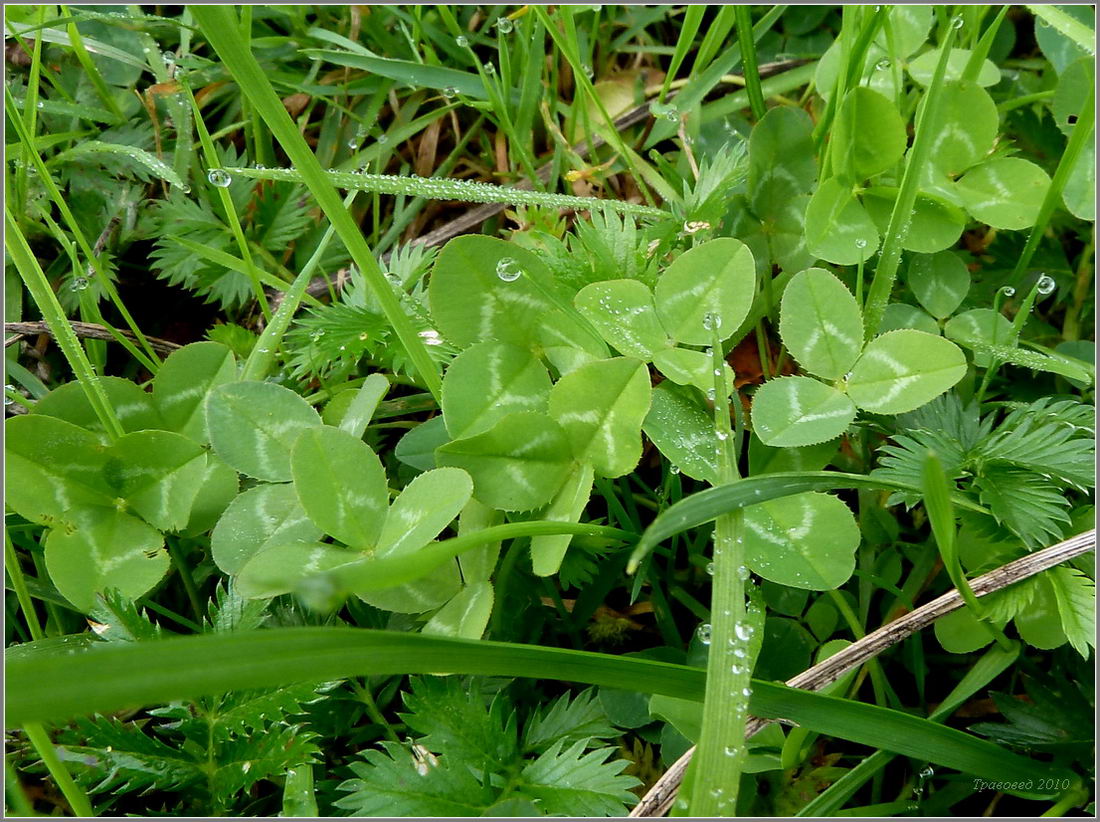 Image of Trifolium repens specimen.