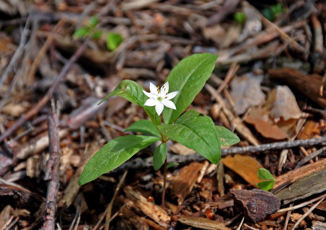 Изображение особи Trientalis europaea.