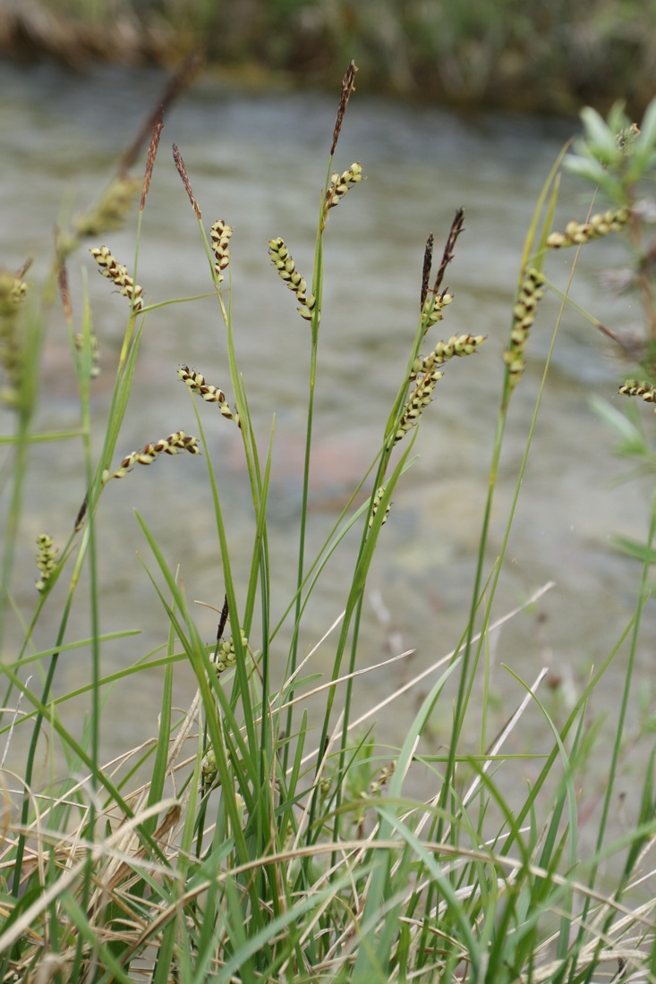 Image of Carex panicea specimen.