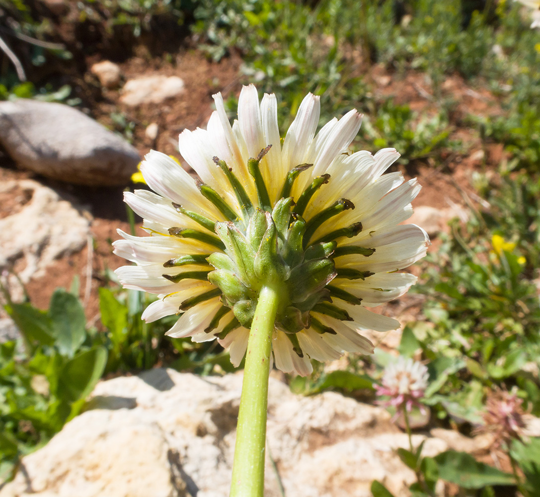 Изображение особи Taraxacum confusum.