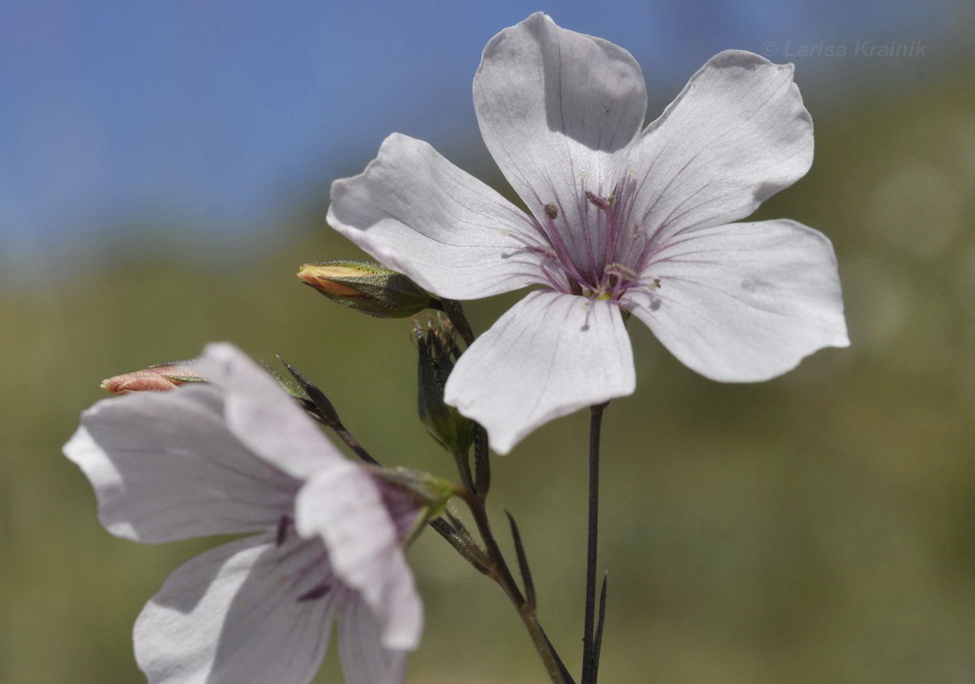 Image of Linum tenuifolium specimen.