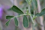 Astragalus macrocladus. Лист в средней части растения. Южный Казахстан, пустыня Кызылкум. 02.05.2010.