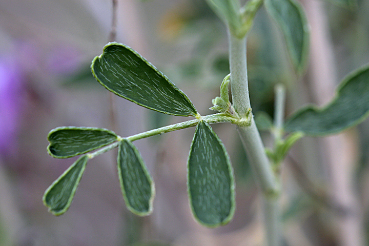 Image of Astragalus macrocladus specimen.