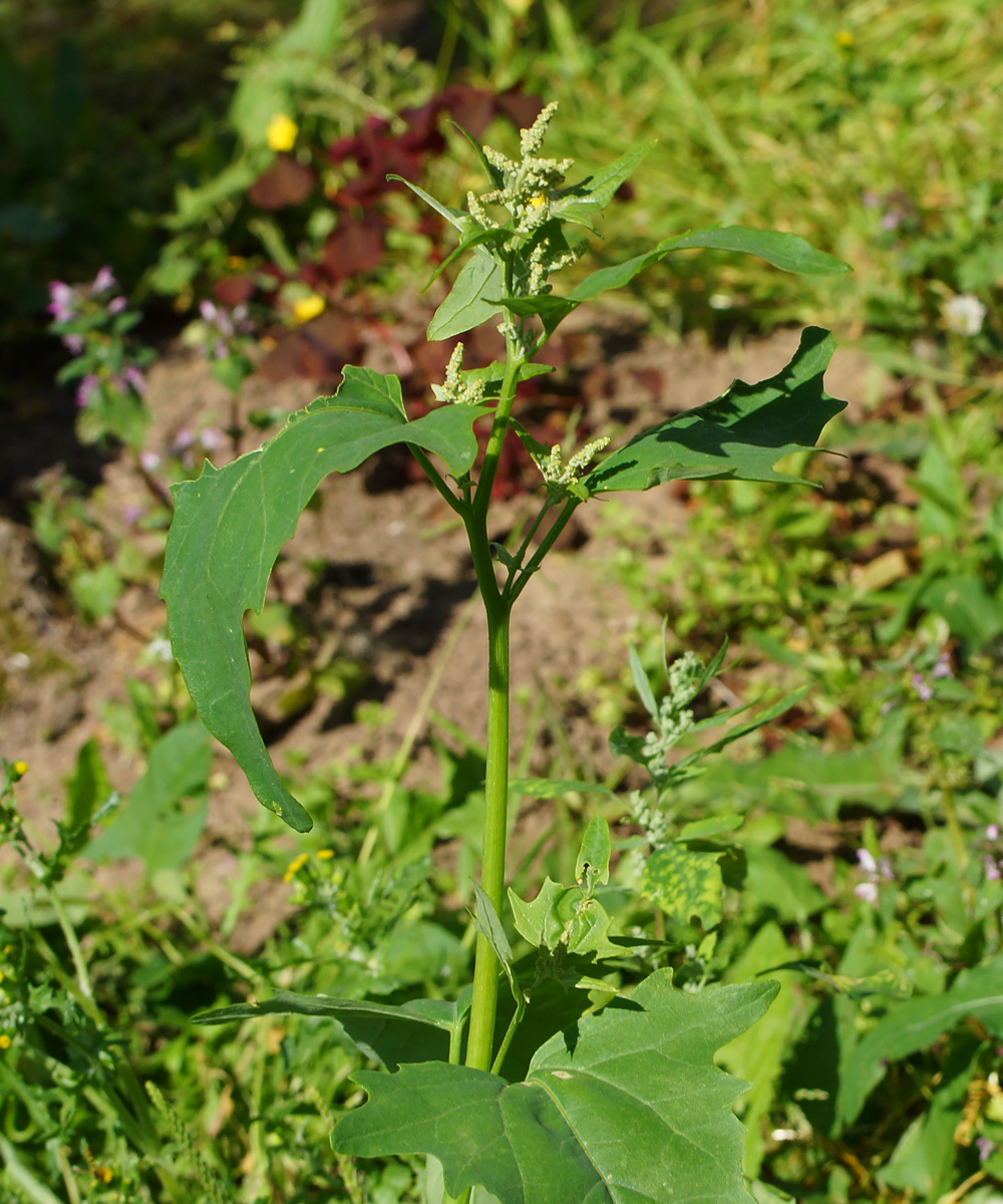 Image of Atriplex sagittata specimen.