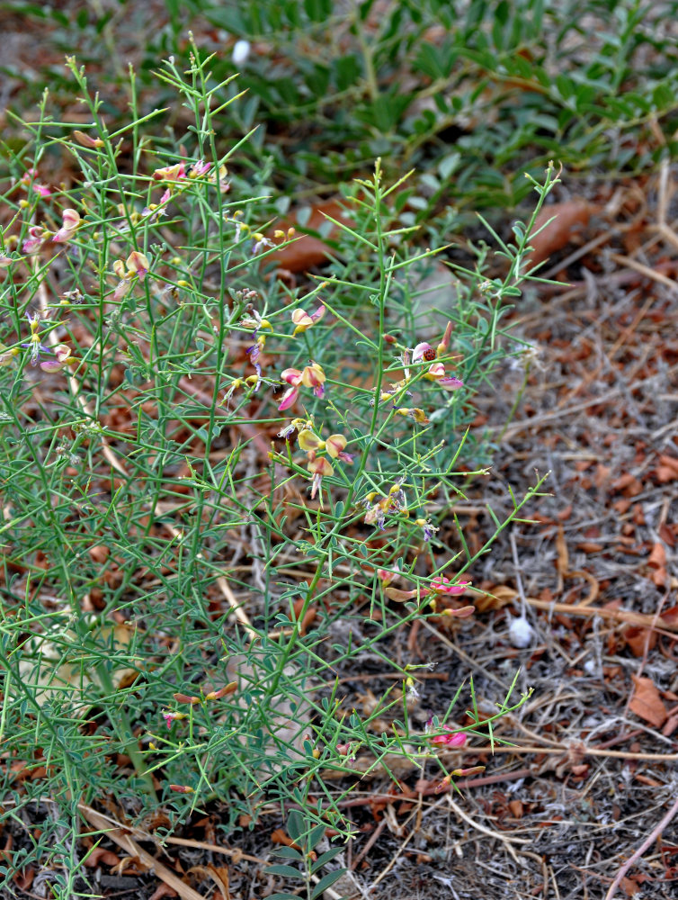 Image of Alhagi pseudalhagi specimen.