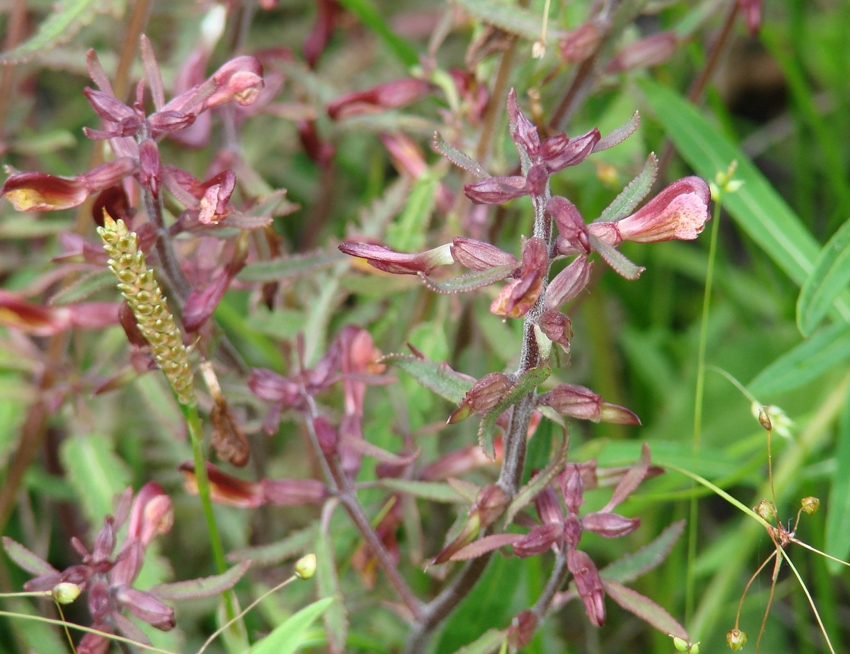 Изображение особи Pedicularis labradorica.