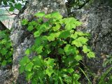 Physocarpus amurensis
