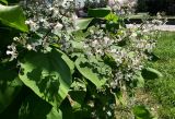 Catalpa bignonioides