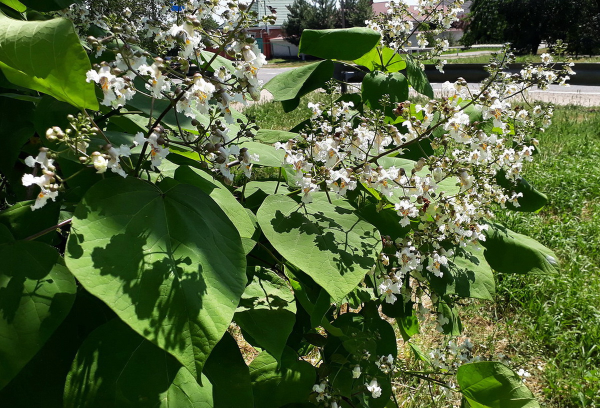 Image of Catalpa bignonioides specimen.