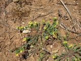 Linum strictum подвид spicatum. Цветущее растение (видны также плоды Scorpiurus muricatus). Греция, о. Родос, фригана севернее мыса Прасониси. 9 мая 2011 г.