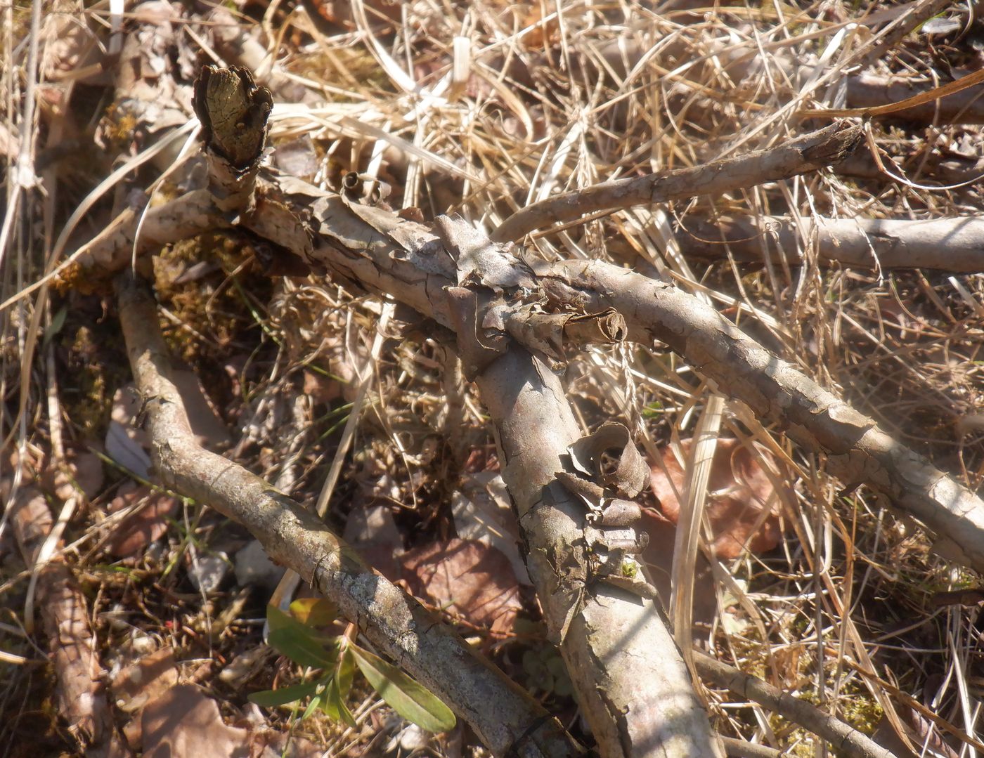 Image of Hypericum kalmianum specimen.