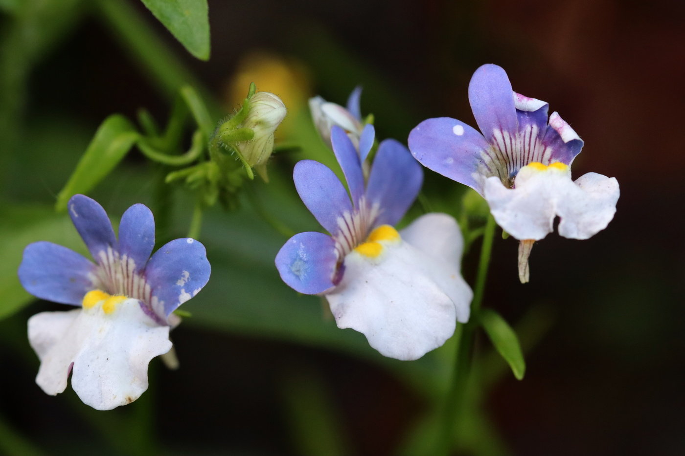 Изображение особи Nemesia affinis.