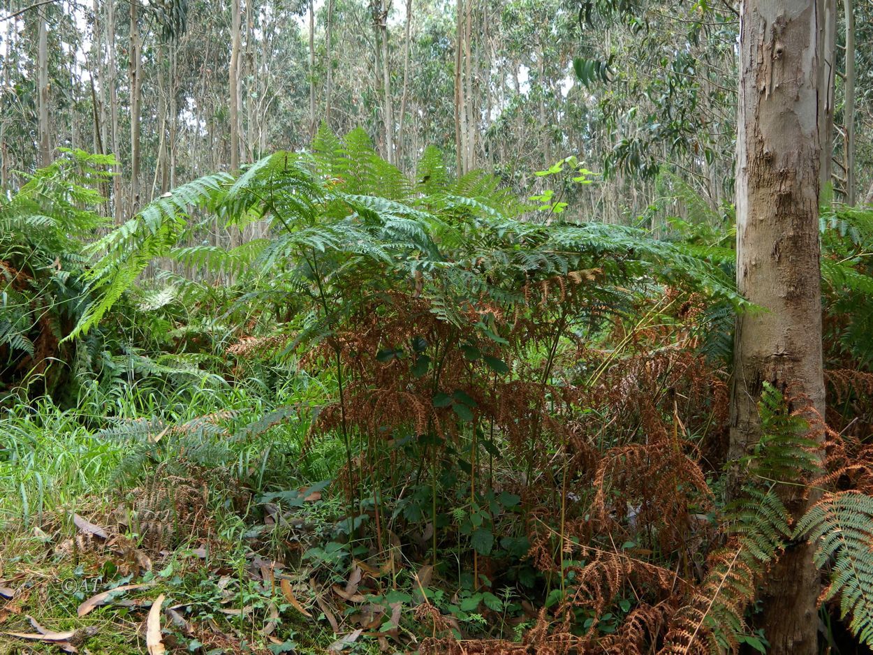 Image of Pteridium aquilinum specimen.