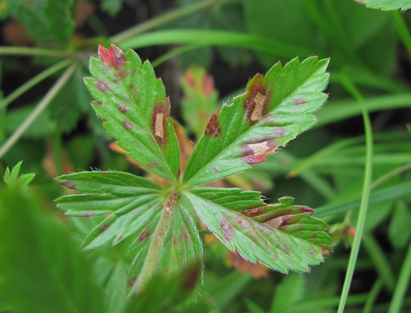 Image of Potentilla erecta specimen.