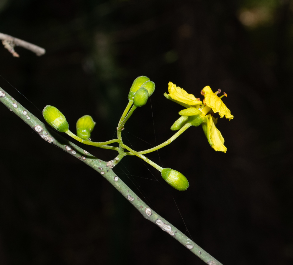 Image of Parkinsonia florida specimen.