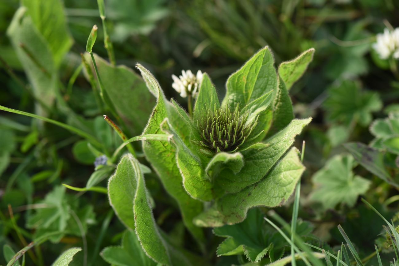 Изображение особи Inula orientalis.