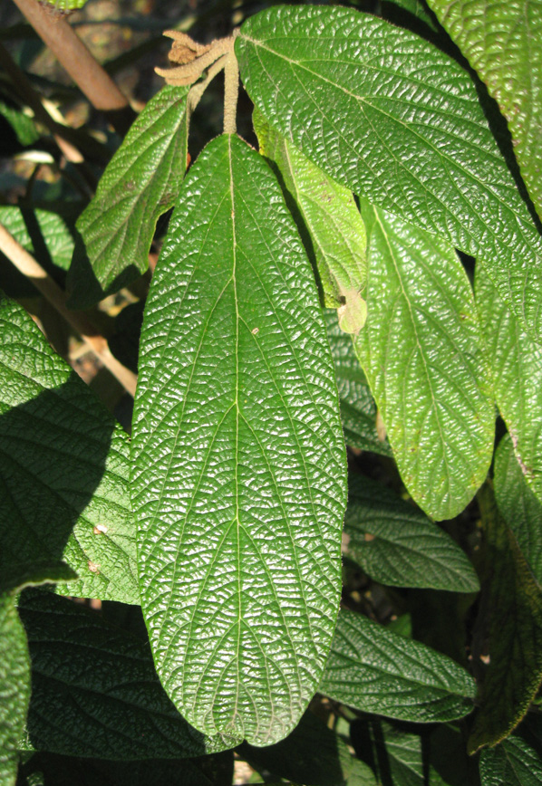 Изображение особи Viburnum rhytidophyllum.