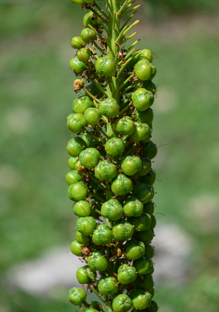 Изображение особи Eremurus fuscus.