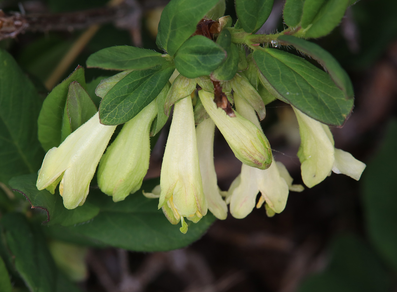 Image of Lonicera hispida specimen.