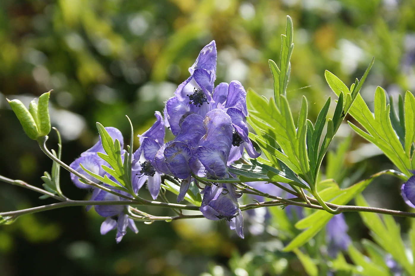 Image of genus Aconitum specimen.