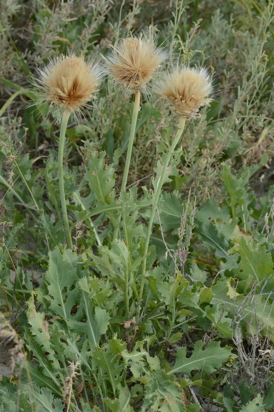 Изображение особи Stemmacantha nitida.