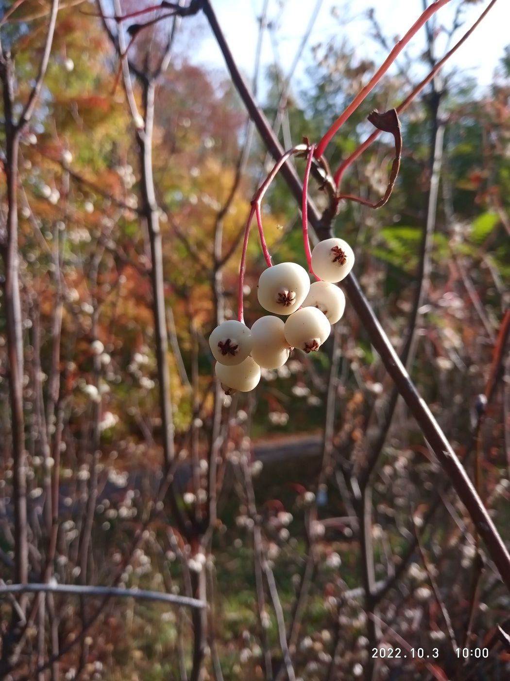 Изображение особи Sorbus koehneana.