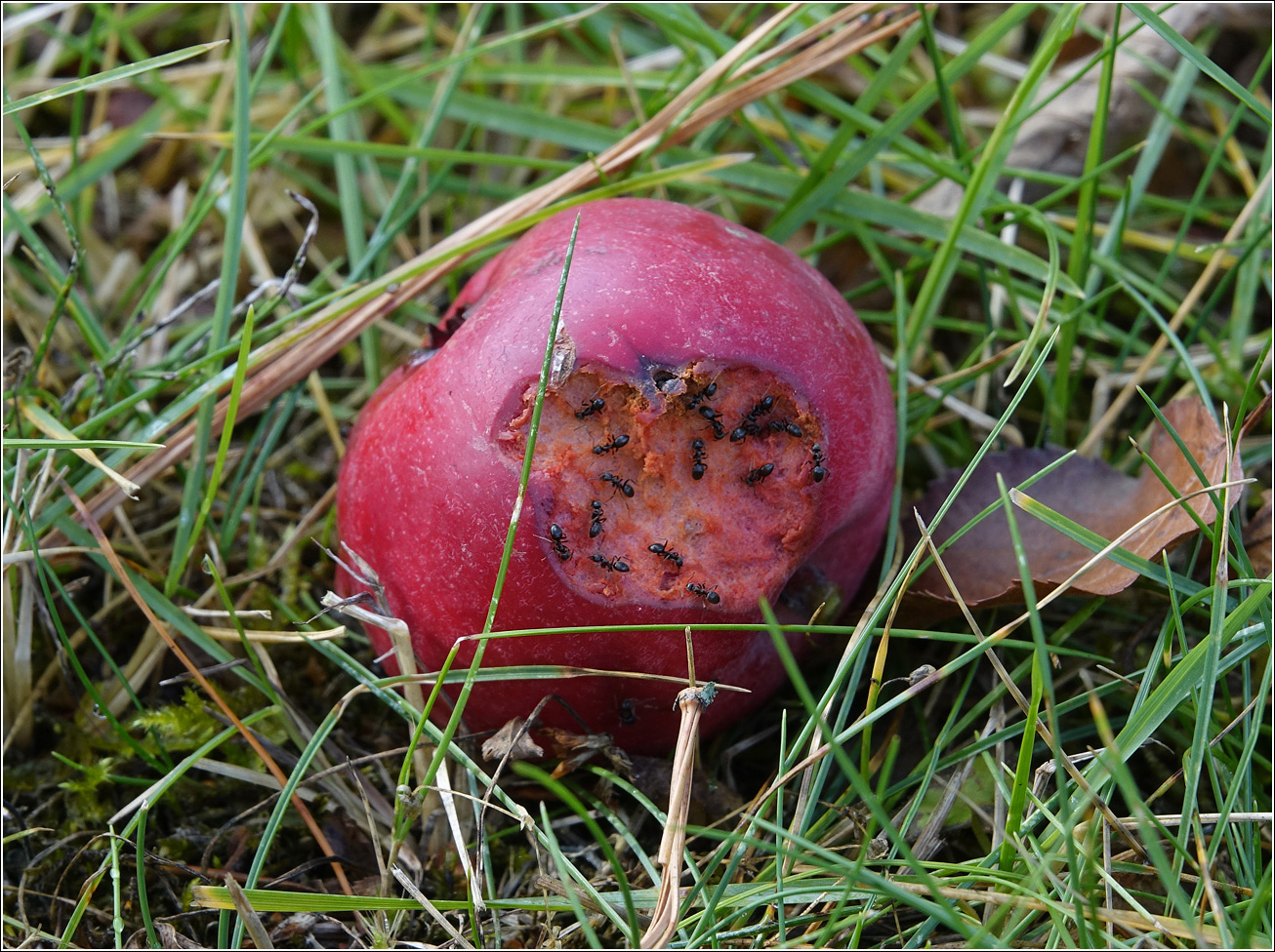 Image of Malus niedzwetzkyana specimen.