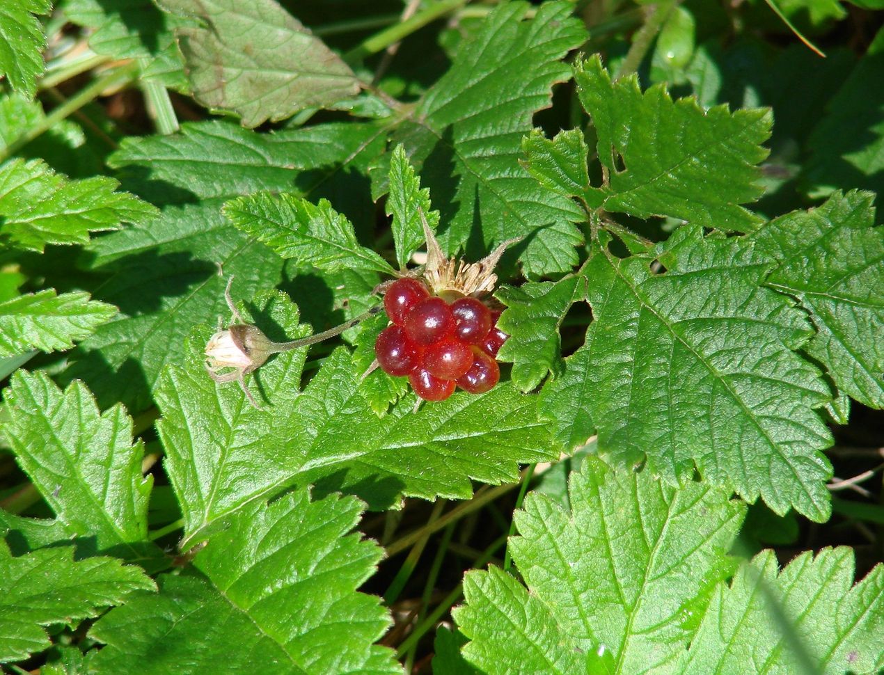 Image of Rubus arcticus specimen.